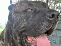 cane corso italiano tigrato